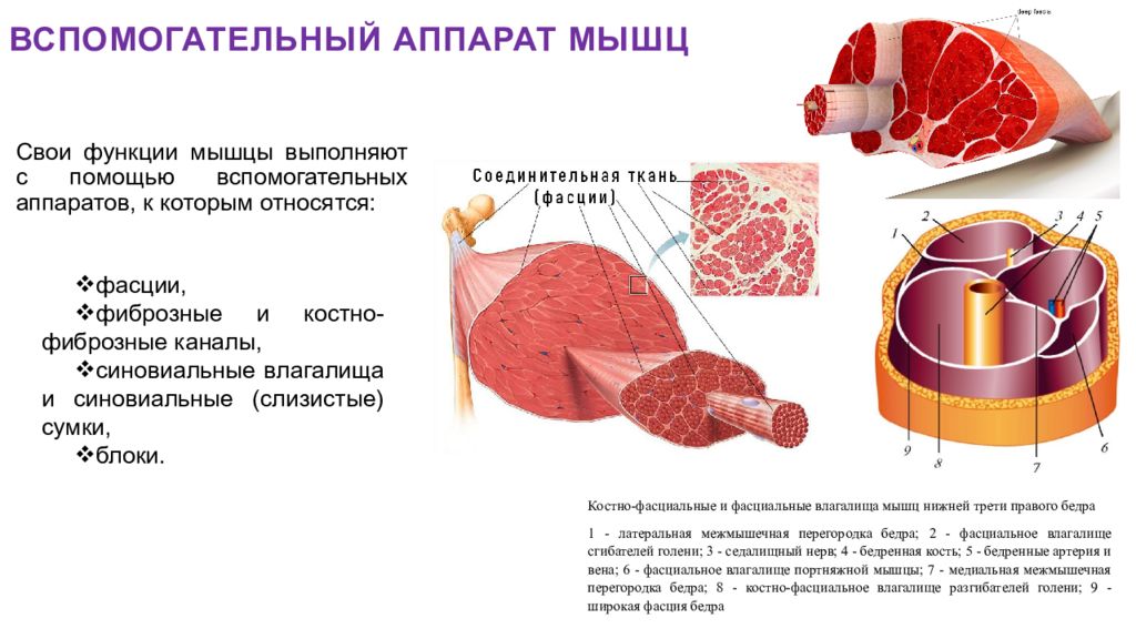 Фасции мышц. Вспомогательный аппарат скелетных мышц. Вспомогательный аппарат мышц фасции. Вспомогательный аппарат мышц фасции синовиальные сумки и т.д. Вспомогательный аппарат мышц функции.