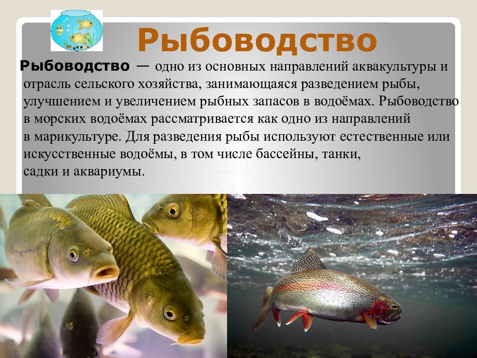 Каких домашних млекопитающих рыб разводят люди. Рыбоводство отрасль животноводства. Презентация на тему рыбоводство. Рыбоводство доклад. Презентация на тему разведение рыб.