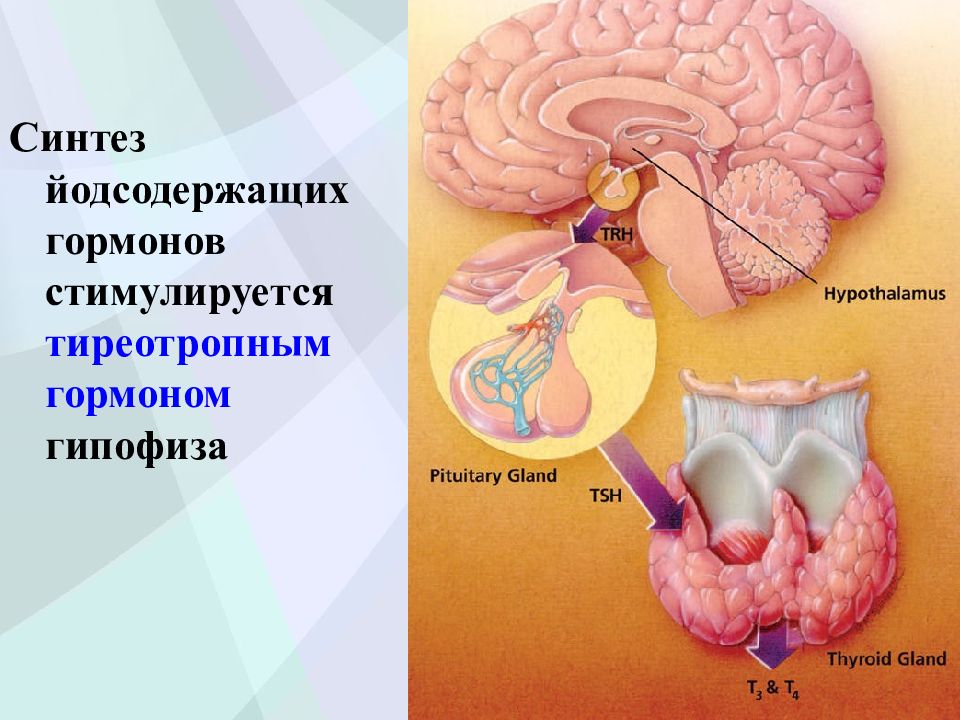 Гормоны щитовидной железы презентация по биохимии