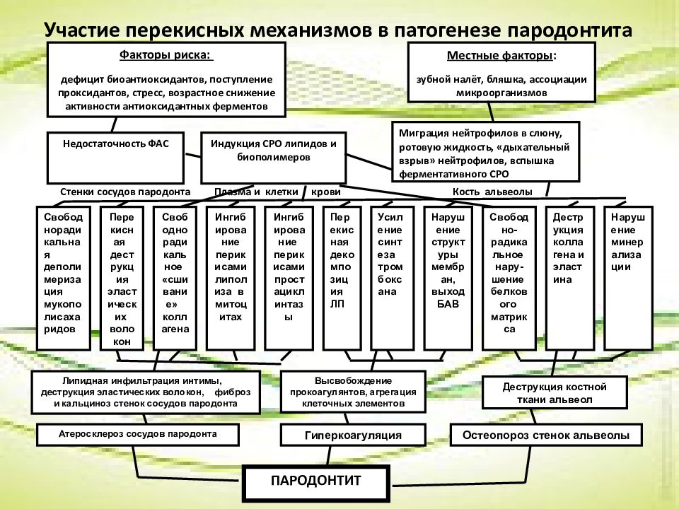 Этиология патогенез пародонта. Патогенез заболеваний пародонта схема. Патогенез пародонтита. Патогенез гингивита схема. Патогенез хронического пародонтита.