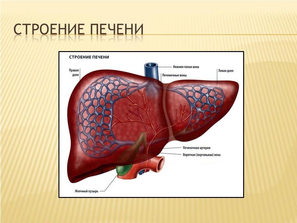 Профилактика заболеваний печени презентация