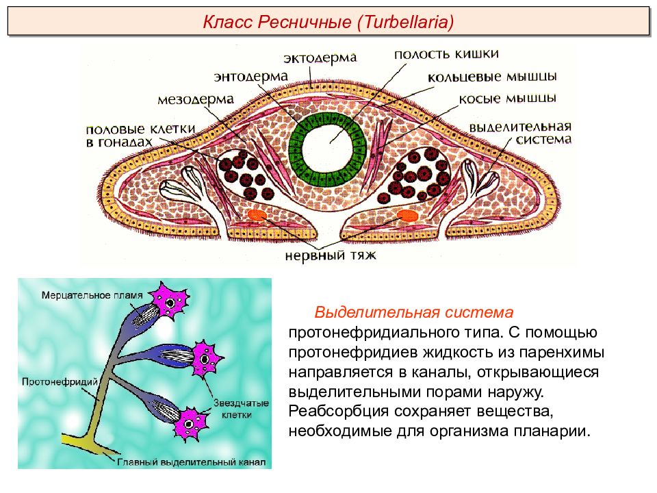 Паренхима у червей. Протонефридий плоских червей. Плоские черви строение выделительной системы. Тип плоские черви Ресничные выделительная система. Выделительная система плоского червя.