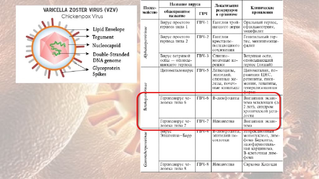 Вирус герпеса типы. Вирус простого герпеса 6 типа. Вирусы герпеса типы. Вирус герпеса третьего типа. Вирус простого герпеса типы.