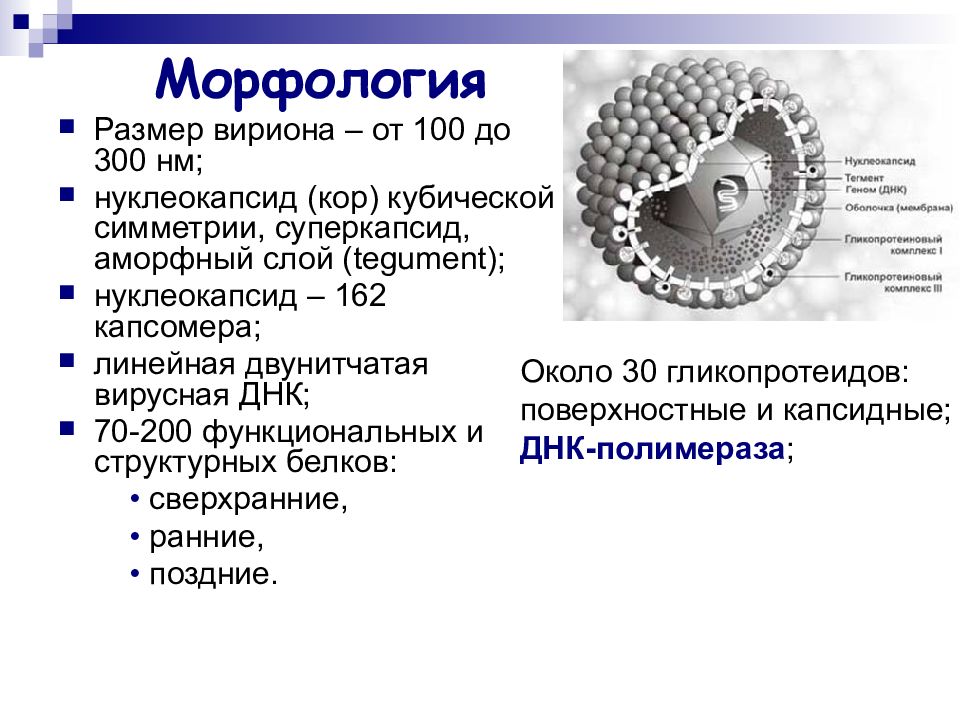 Вирус герпеса презентация по биологии