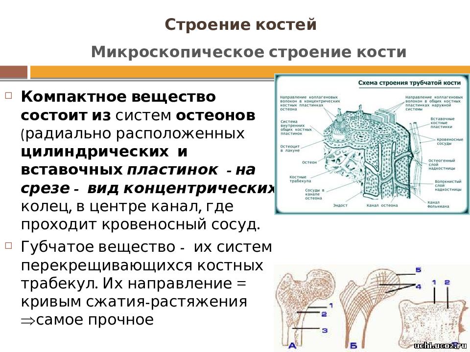 Компактное вещество находится. Микроскопическое строение кости. Микроскопическое строение костей. Химическое строение кости. Химический состав и строение костей.