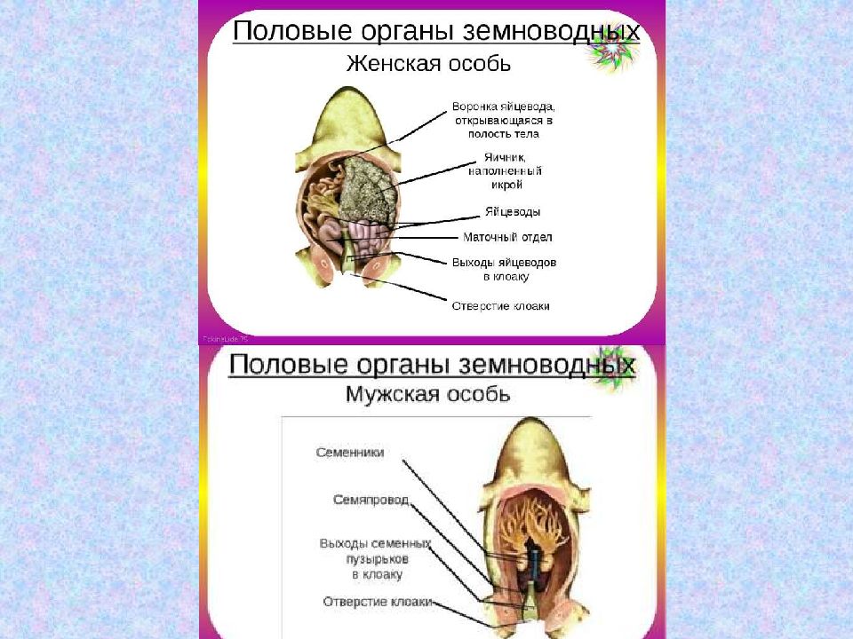 Презентация эволюция половой системы животных