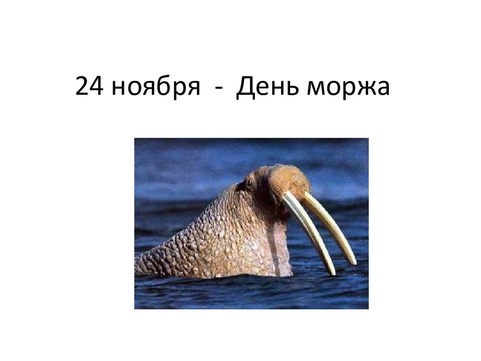 24 ноября день моржа