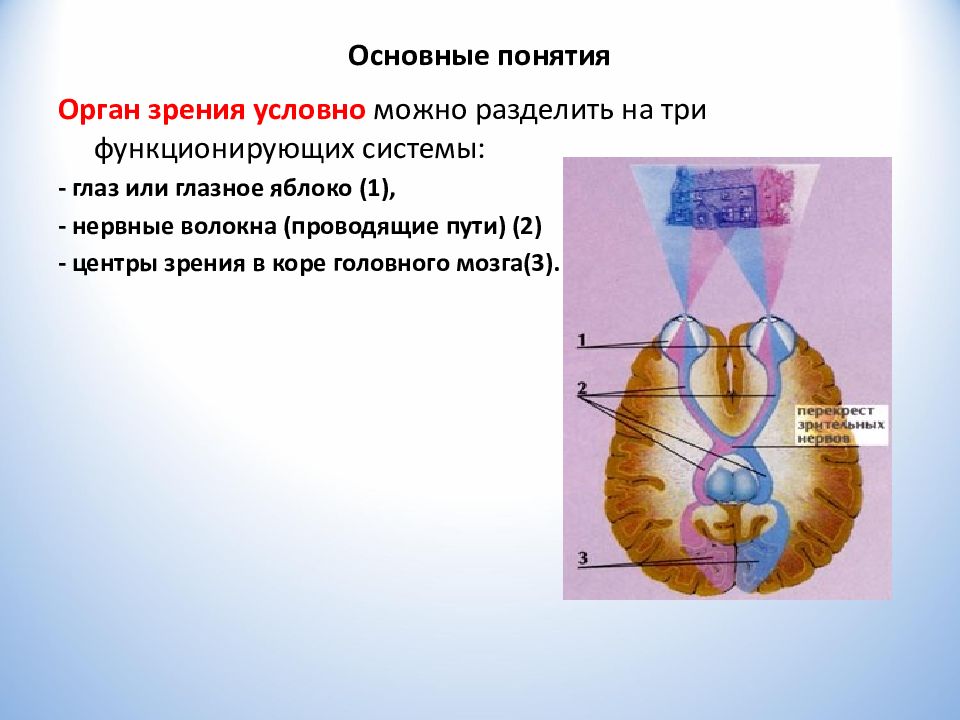 Дайте понятие орган. Проводящая система глаза.