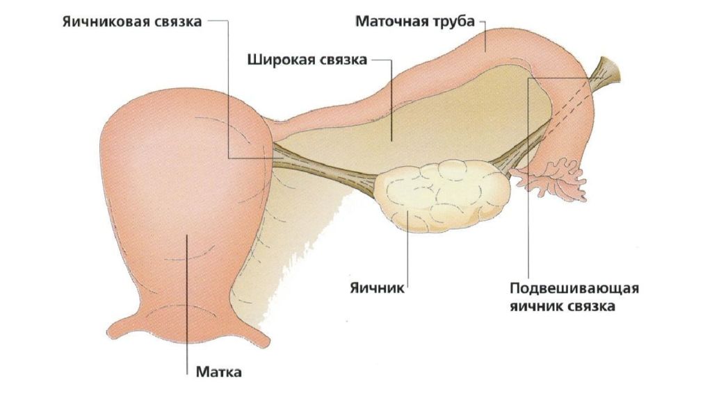 Перекрут придатков матки презентация