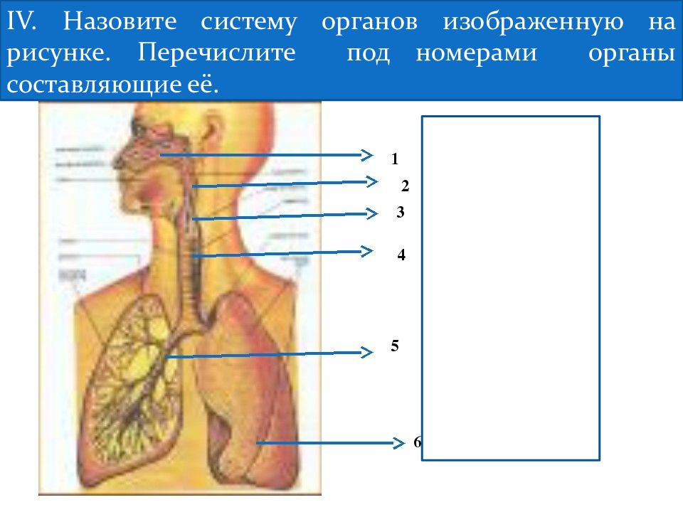 Какие системы органов изображены на рисунках