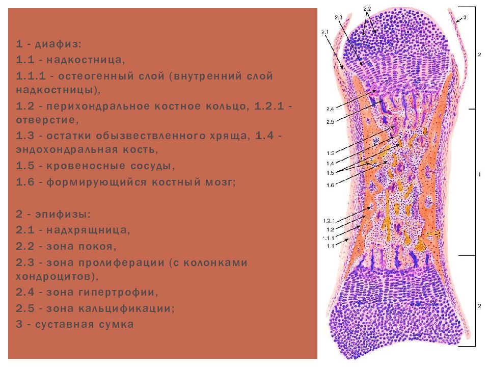 Скелетные ткани презентация