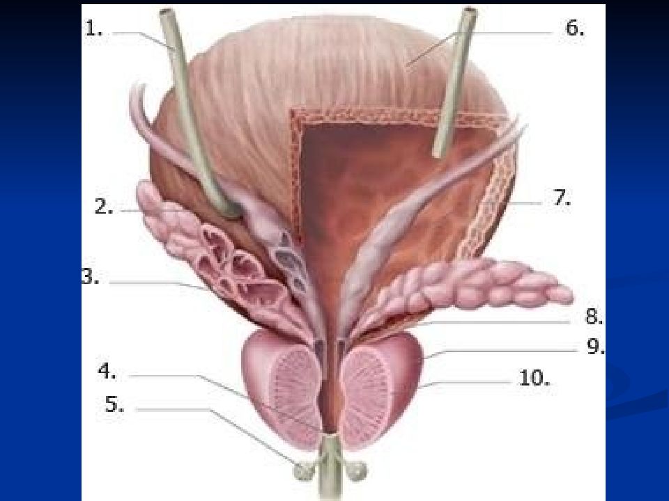Предстательная железа центр. Предстательная железа и семенные пузырьки анатомия. Семенные пузырьки везикулит. Что такое везикулит предстательной железы. Анатомия простаты и семенных пузырьков.