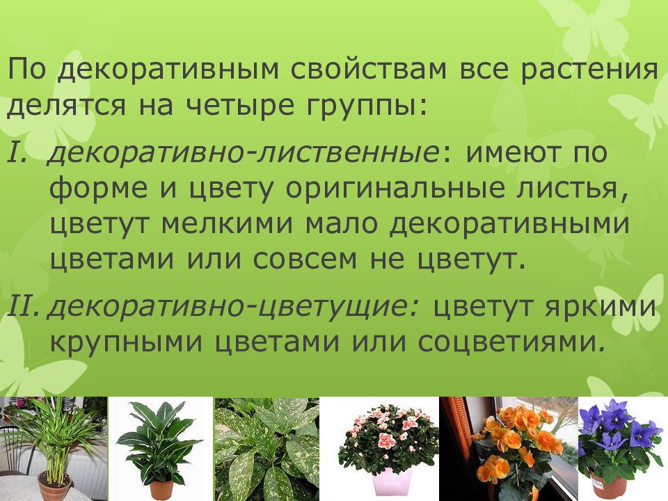 Растения делятся на группы. Декоративно-цветущие растения делятся на. Декоративные растения делятся. 4 Группы декоративных цветов. По декоративным свойствам все растения делятся на 4 группы.