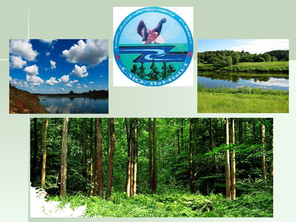 ОХРАНА РАСТИТЕЛЬНОГО МИРА