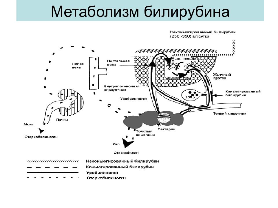 Обмен билирубина схема для легкого запоминания