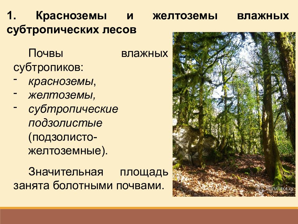 Почва субтропической зоны. Почвы субтропиков. Почвы субтропиков в России. Субтропический Тип почвы. Субтропические леса в России почвы.