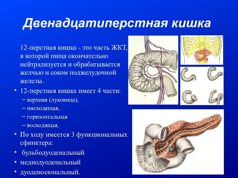 Анатомия двенадцатиперстной кишки схема