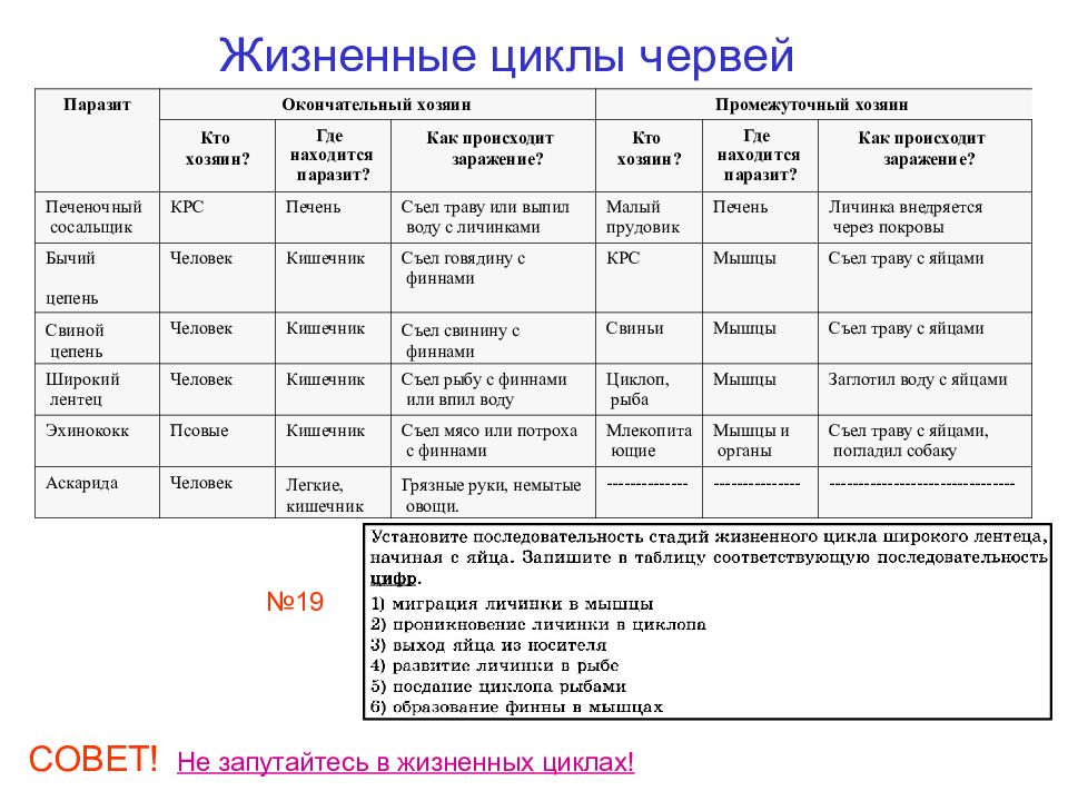 Черви егэ биология презентация