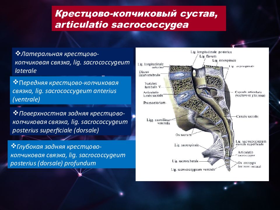 Крестцовая связка. Крестцово копчиковый сустав анатомия. Крестцово-копчиковый отдел позвоночника связки. Крестцово копчикового сустава articulatio sacrococcygea. Связки копчика анатомия.