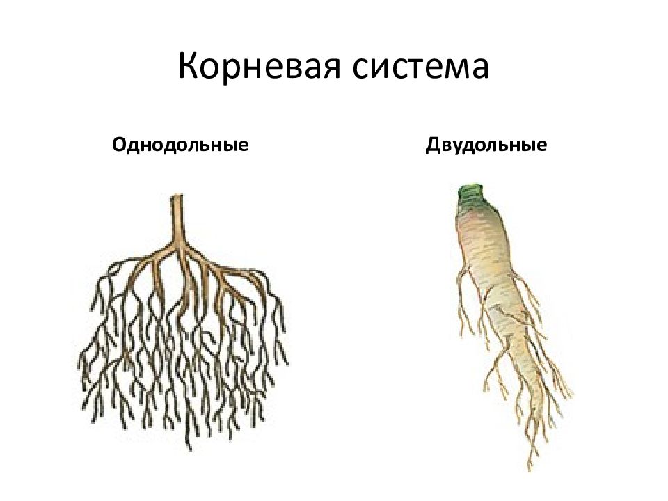 Виды корней картинка без подписей