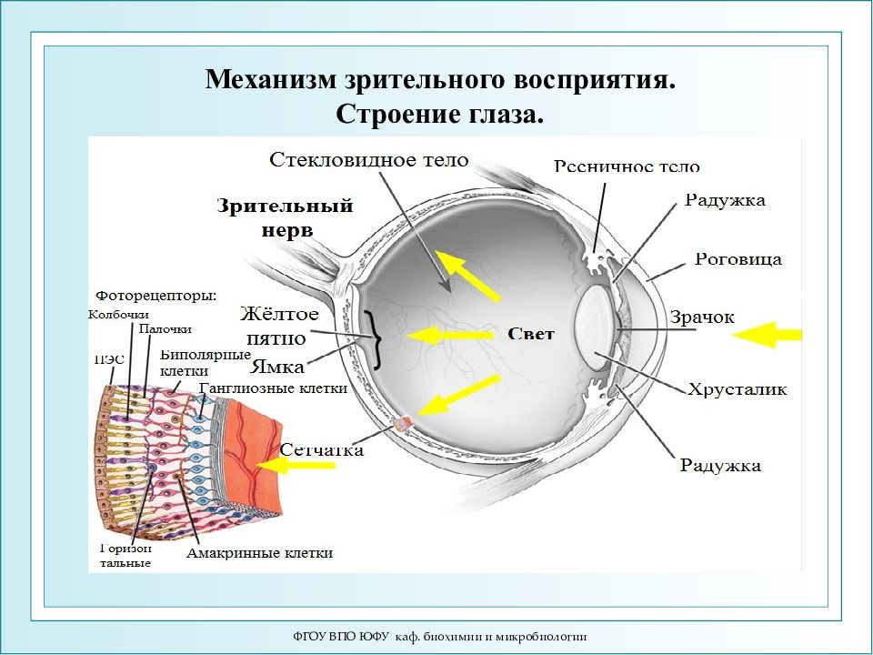 Последовательность прохождения луча света в глазном. Физиология зрительного восприятия. Строение глаза. Механизм восприятия глаза. Строение зрительного анализатора.