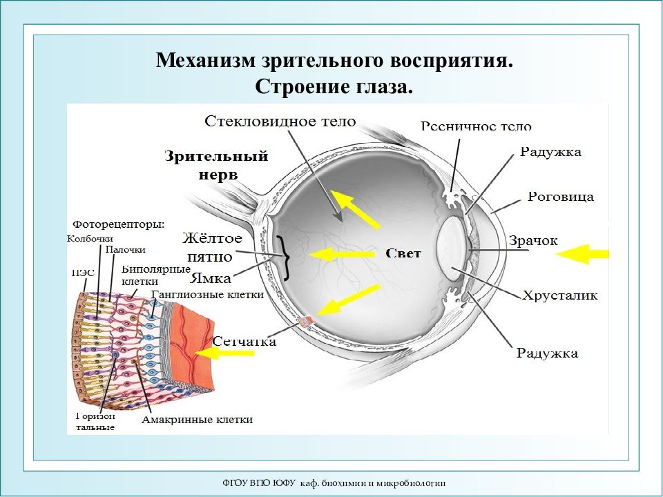 Зрительные ощущения у человека вызывает. Физиология зрительного восприятия. Строение глаза. Механизм восприятия глаза. Строение зрительного анализатора.