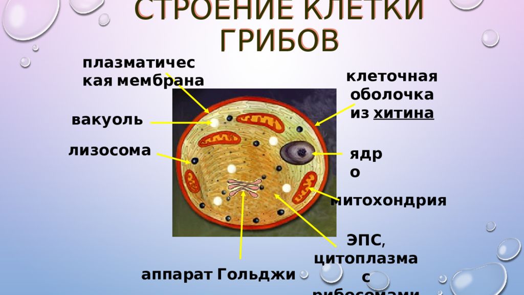 Имеется клеточная стенка из хитина. Строение эукариотической клетки грибов. Строение клетки: клеточная оболочка, ядро, цитоплазма. Мембрана грибной клетки строение. Строение грибной клетки хитины.