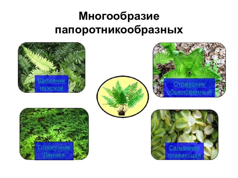 Общие признаки голосеменных и папоротникообразных растений