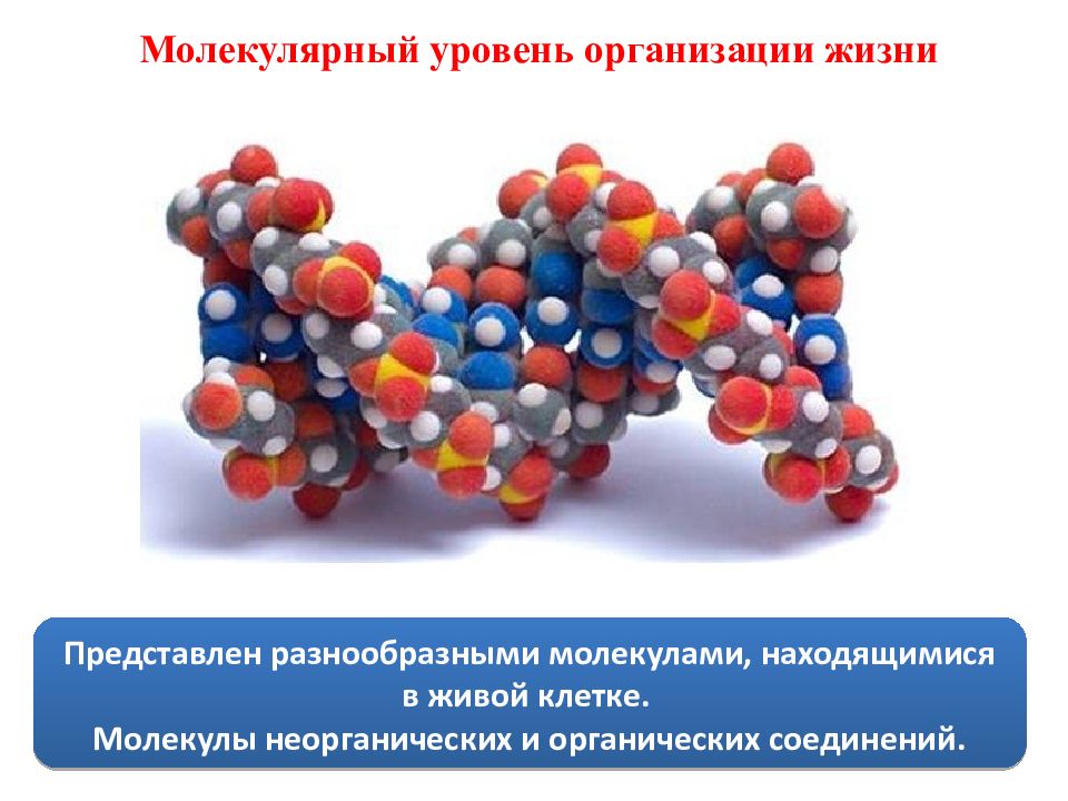 Уровни биология 10 класс. Молекулярные уровни организации живой клетки. Молекулярный уровень организации жизни. Молекулярный уровень жизни. Молекулярный уровень организации живого.