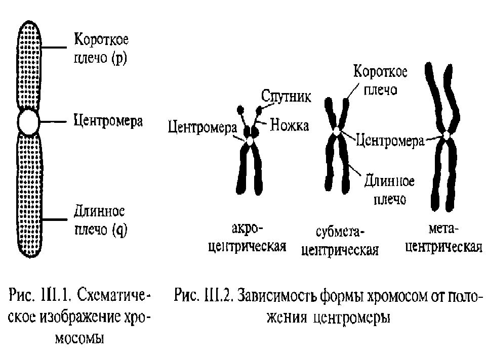 Хромосомы это в биологии кратко. Формы метафазных хромосом. ФОРМВЫ метозазевх хромосом. Плечи хромосом. Виды метафазных хромосом.