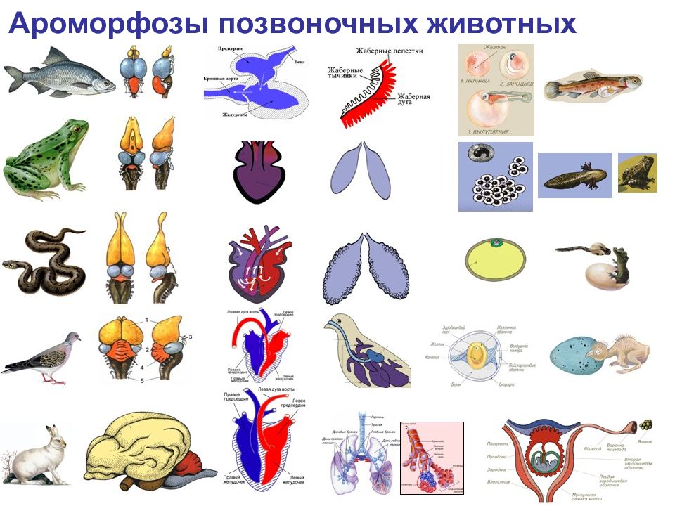 Нарисовать живых организмов с разными типами дыхания