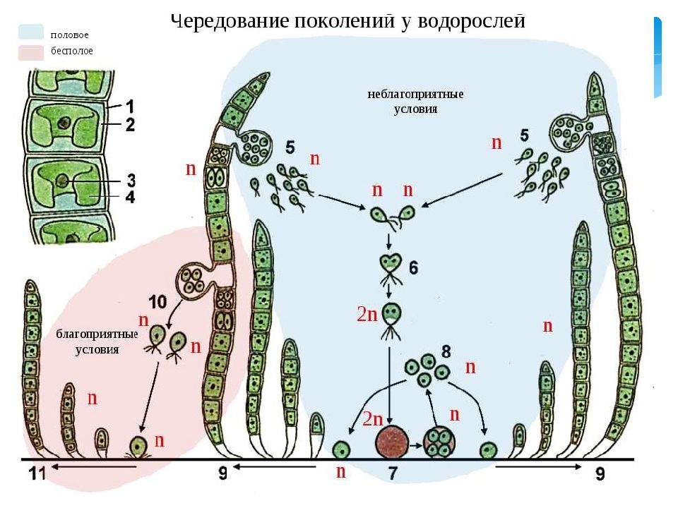 Улотрикс размножение схема