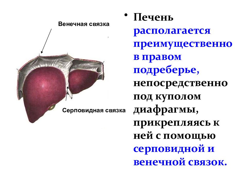 Печень анатомия презентация