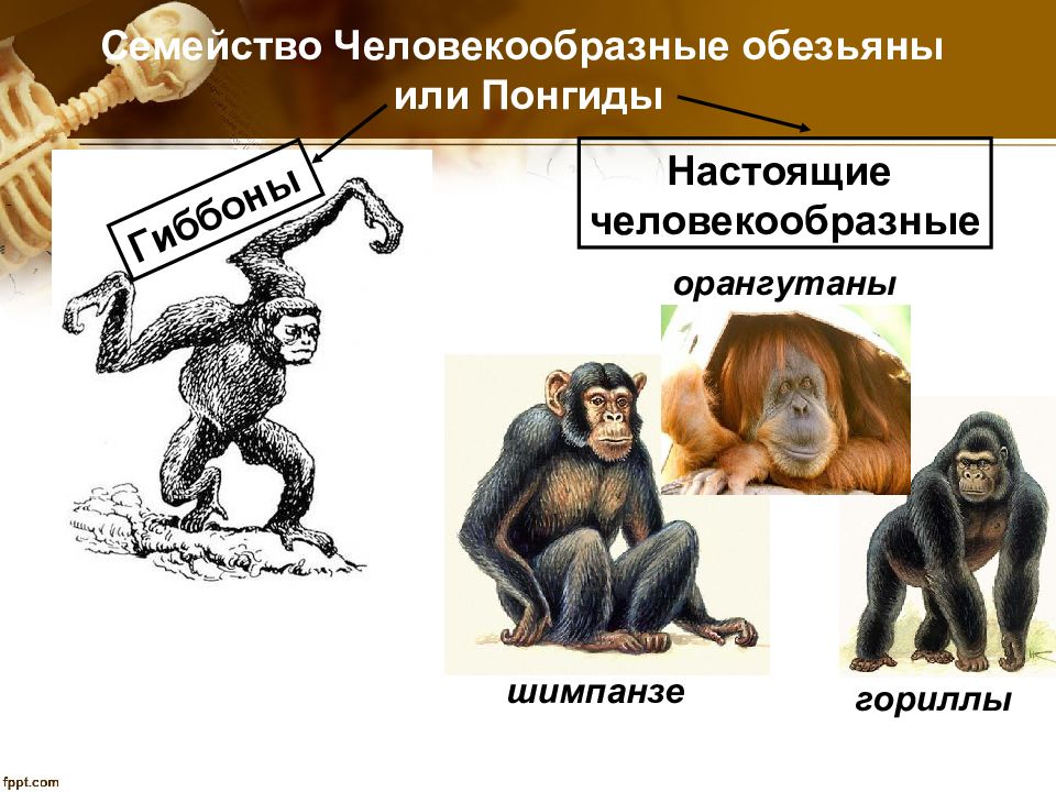 Человек относится к классу приматов. Человекообразные представители. Человекообразные обезьяны представители. Приматы (человекообразные обезьяны). Подотряд человекообразные обезьяны.