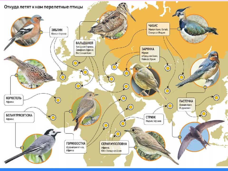Карта миграции птиц