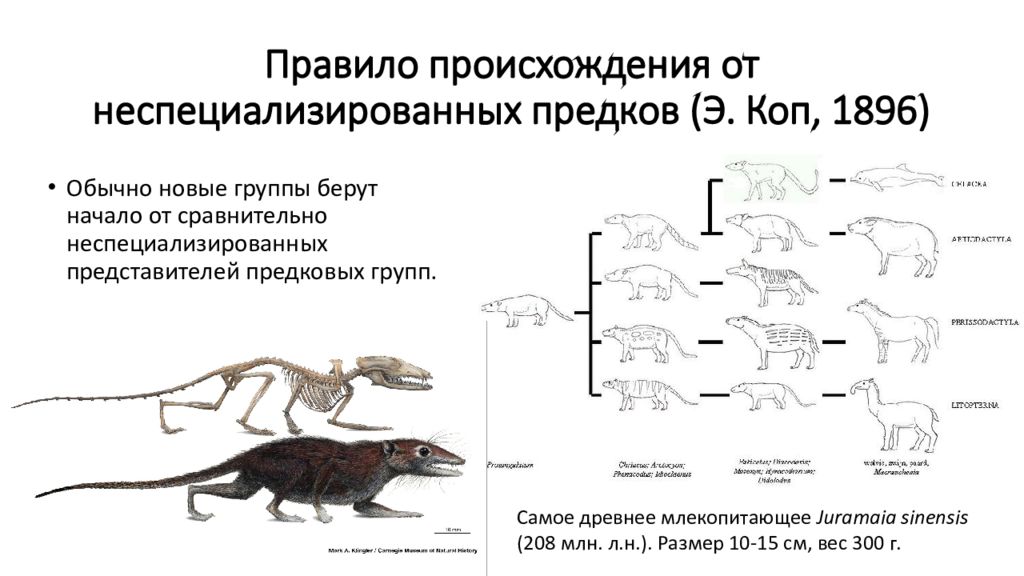 Правило возникновения. Правило происхождения от неспециализированных предков (э. коп). Происхождение от неспециализированных предков. Правило происхождения от неспециализированных предков примеры. Правило происхождения новых групп.