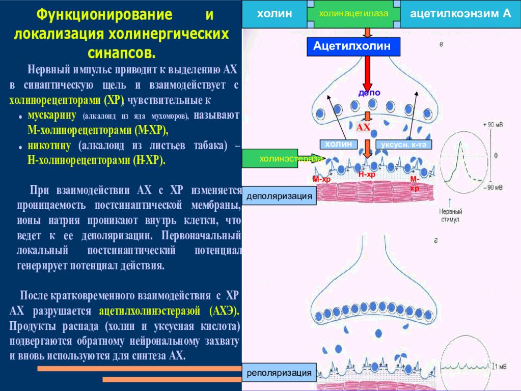 Рассмотрите рисунок холинергического синапса что обозначено цифрами 1 3