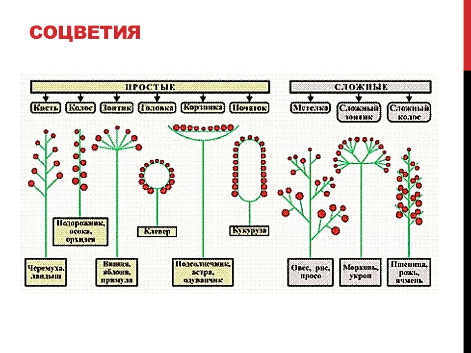 Ботаника в картинках и схемах