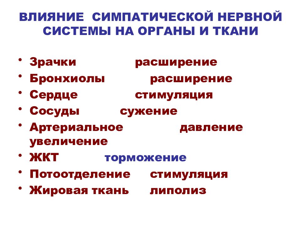 Симпатические нервы оказывают влияние