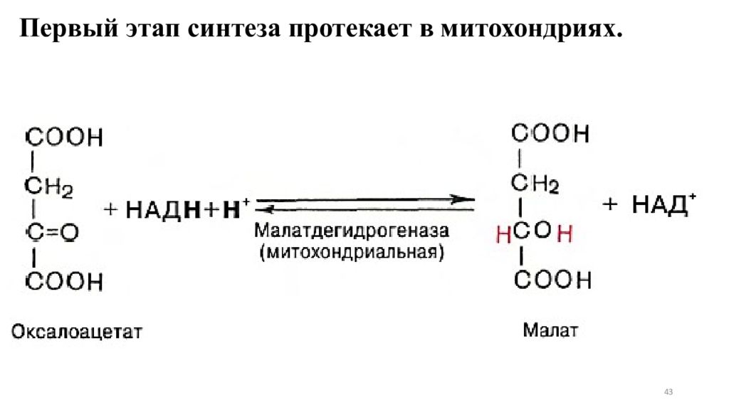 1 этап синтеза. Малат в пируват реакция. Малат в оксалоацетат. Из оксалоацетата в малат. Восстановление оксалоацетата до малата.