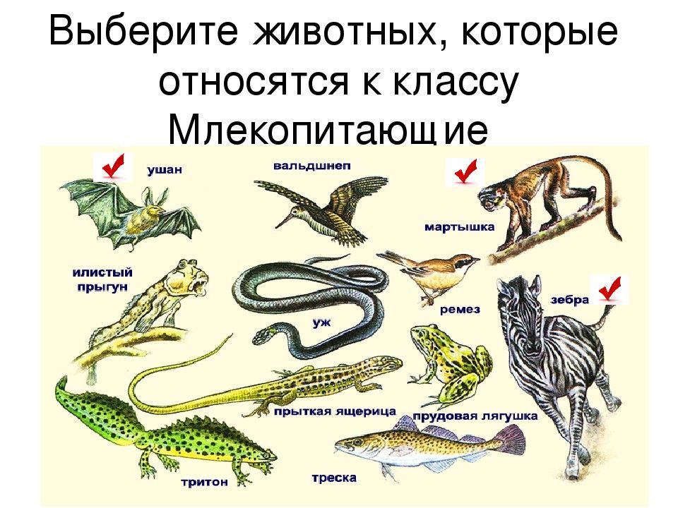 Классы животных объединяются в. Класс млекопитающие. Млекопитающие презентация. Сельскохозяйственные млекопитающие животные 7 класс. Класс млекопитающие или звери 7 класс.