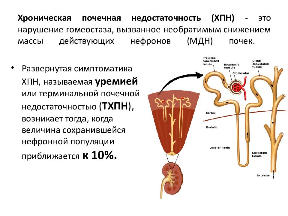 Презентация на тему хроническая почечная недостаточность