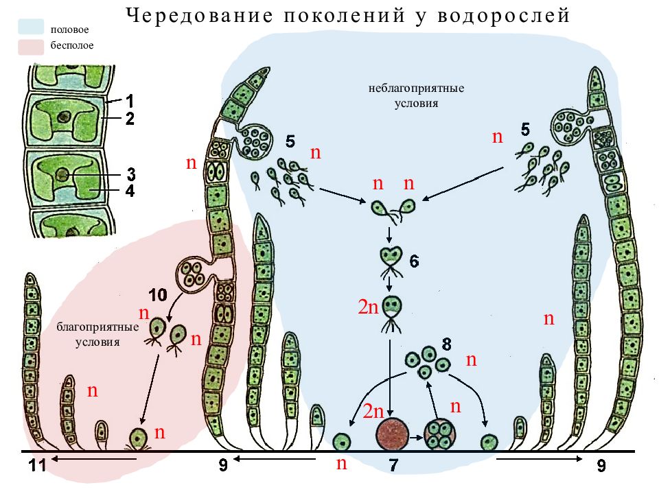 Водоросли егэ картинки