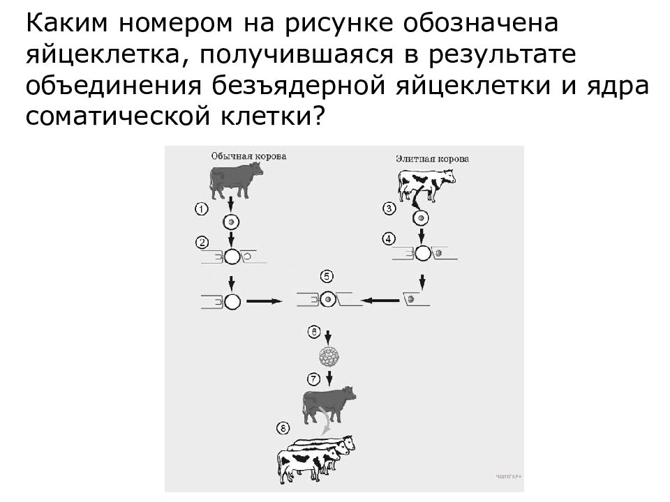 Каким номером на рисунке обозначена яйцеклетка получившаяся в результате объединения безъядерной