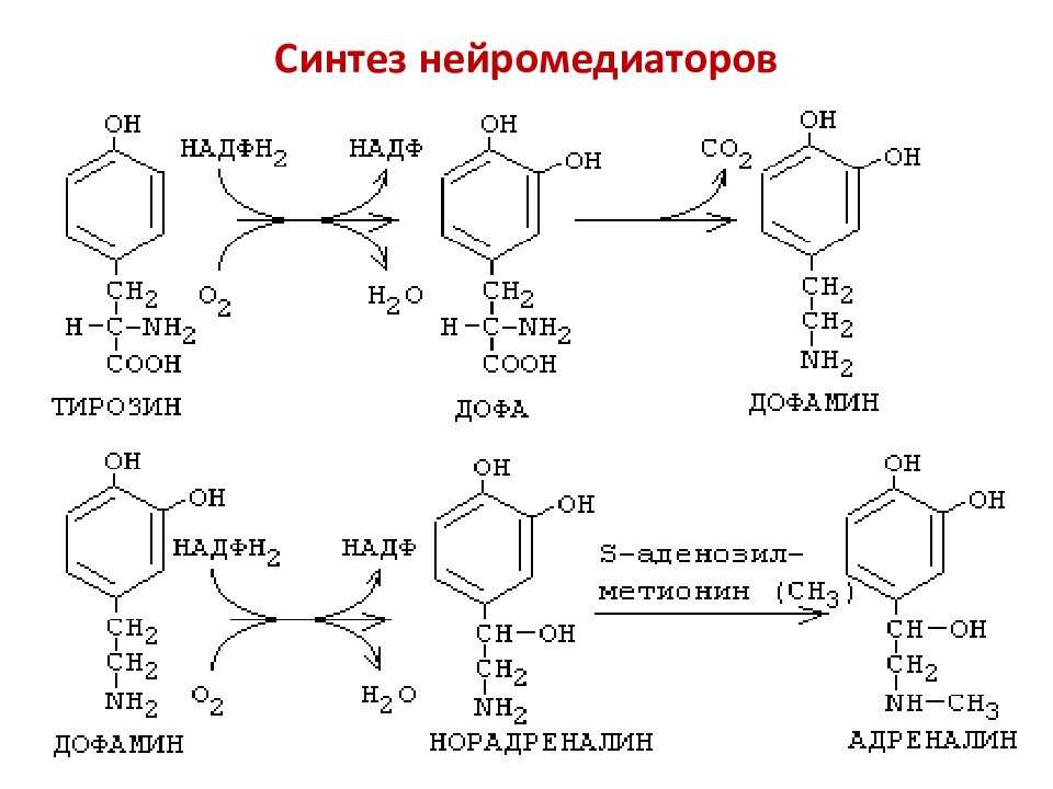 Синтез медиатора. Синтез нейромедиаторов. Синтез медиаторов биохимия. Нейромедиаторы биохимия.