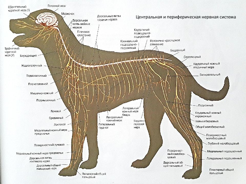 Нервная система собаки схема