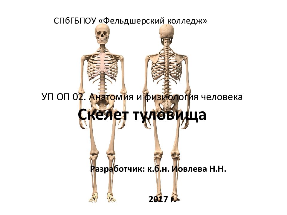УП ОП 02. Анатомия и физиология человека Скелет туловища