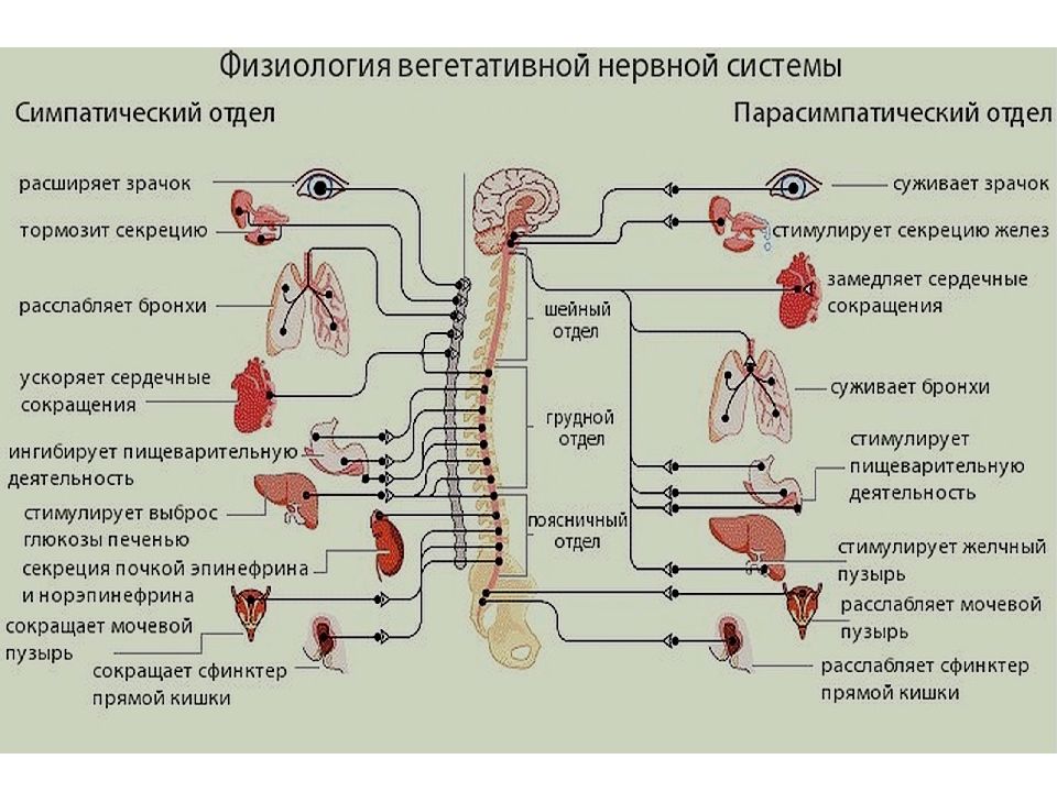 Парасимпатическая система. Схема симпатической и парасимпатической нервной системы. Вегетативная нервная система симпатическая и парасимпатическая. Автономный вегетативный отдел нервной системы 8 класс таблица. Центры симпатической нервной системы.