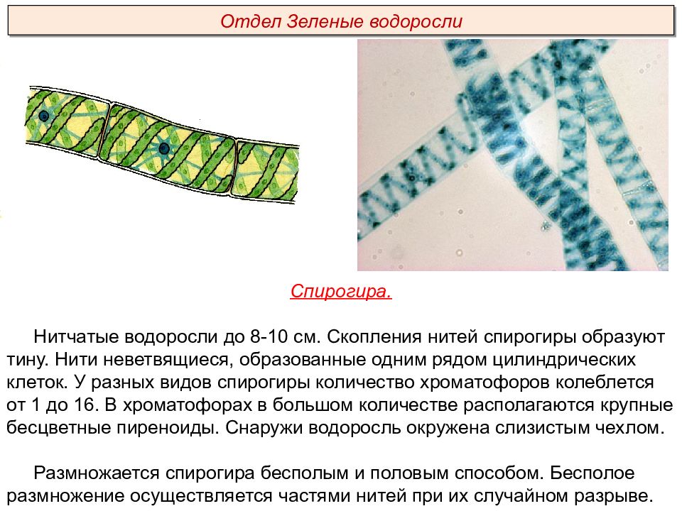 К какому относится спирогира