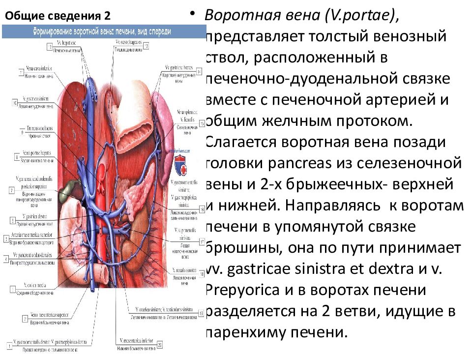 Воротная вена норма